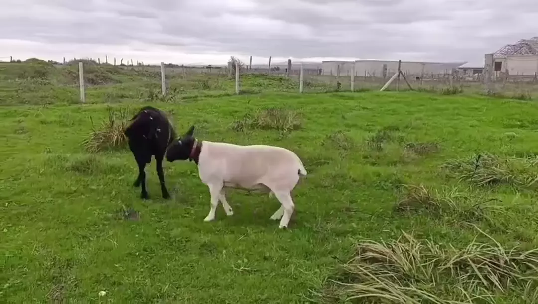 Продаю дорпер баран 1.8 года, вес 98 кг