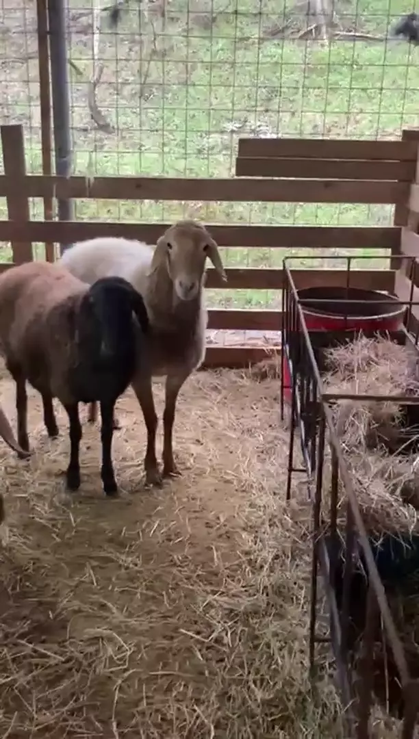 Чистые гисарские овцы и козачка комори нубийка