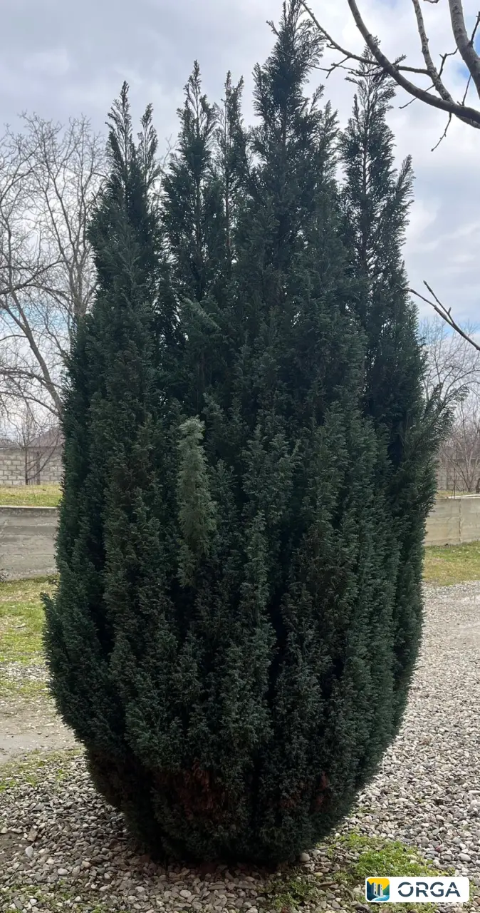 елка отдам за 5 тыс отдам за 5