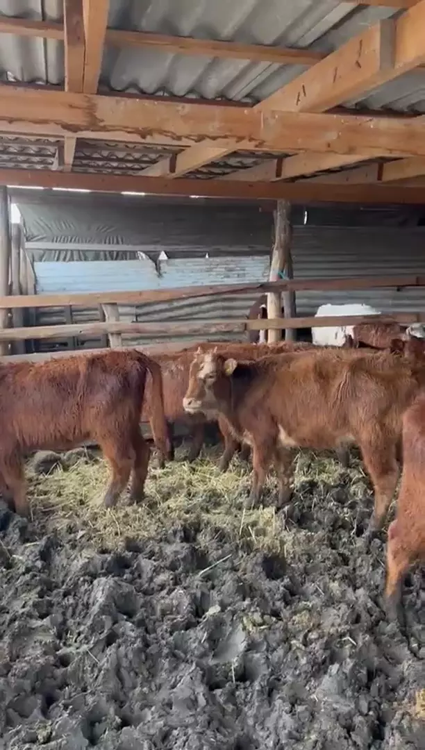 Продаются телки 6-8 месяцев, 29 голов