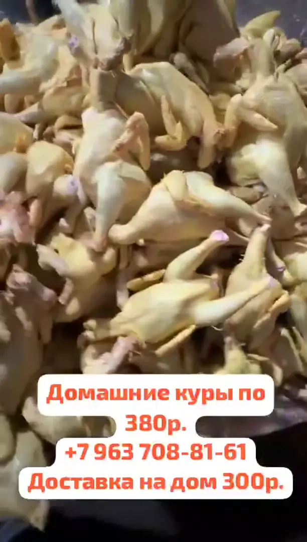 Домашние куры по 350 руб