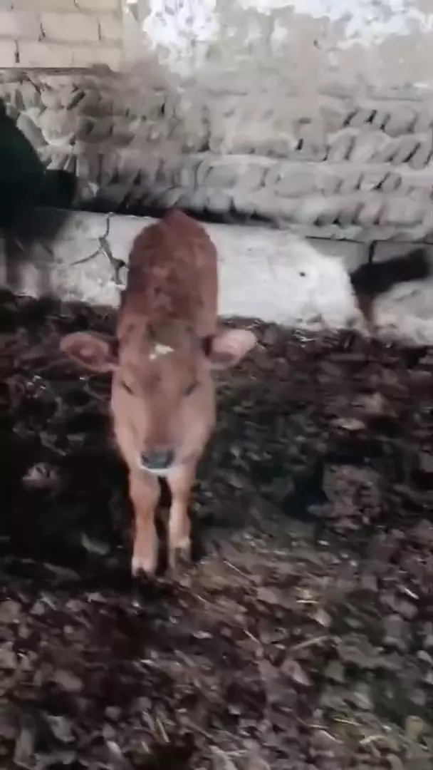 Продаю телёнок тёлка, возраст месяц