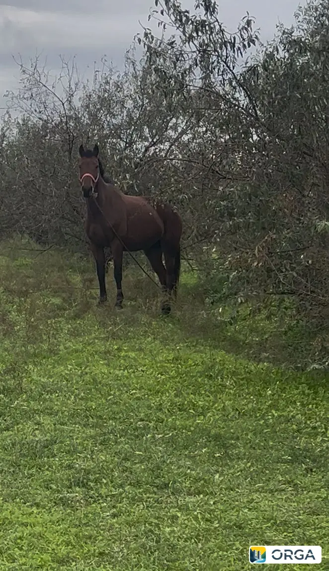 Продаю кобылу лошадь