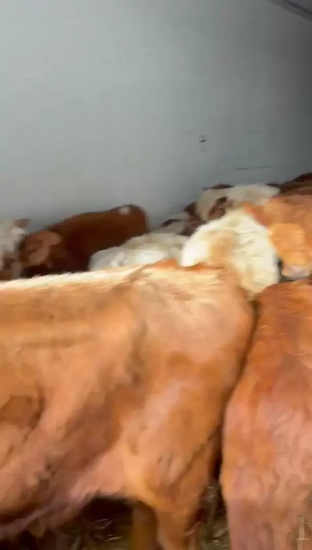 Продаются бычки алтайские 48 голов