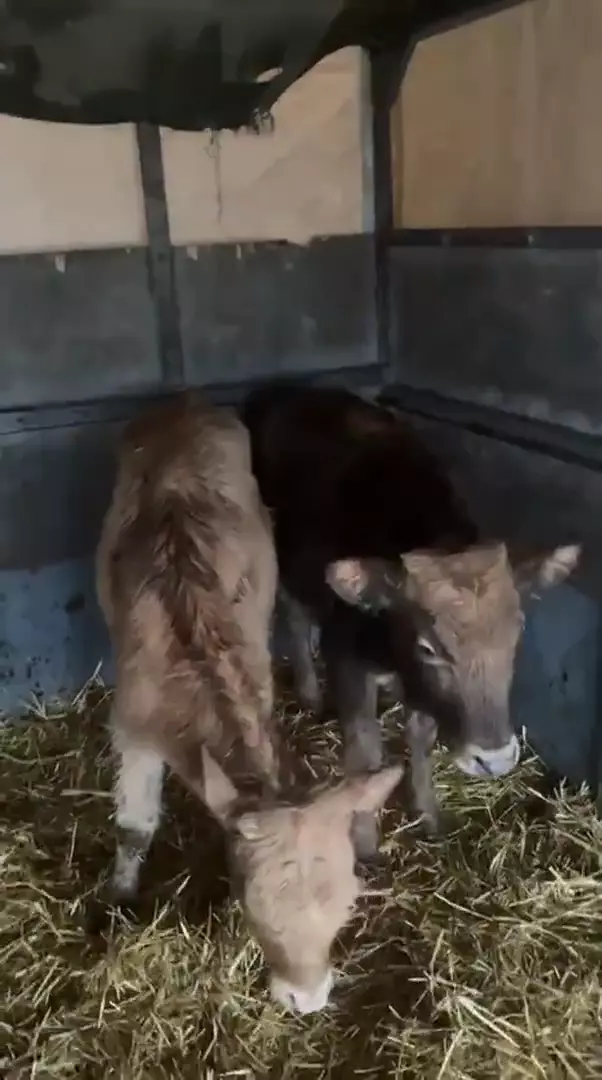 Тёлки возраст 6 месяцев