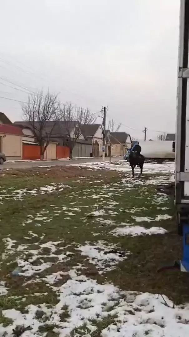 Продаётся жеребец