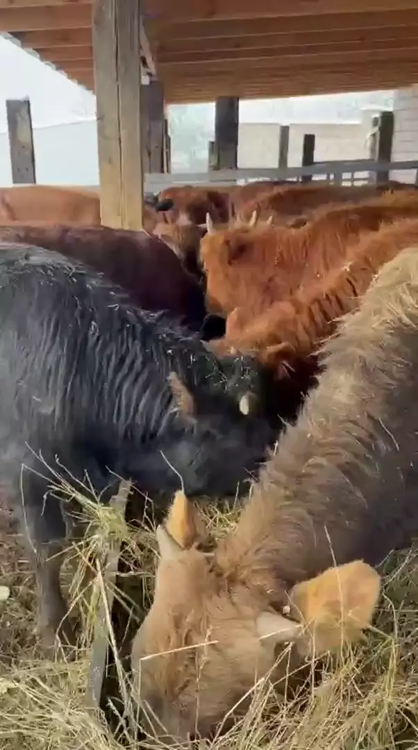 Бычки 17 голов от 8 до 11 месяцев