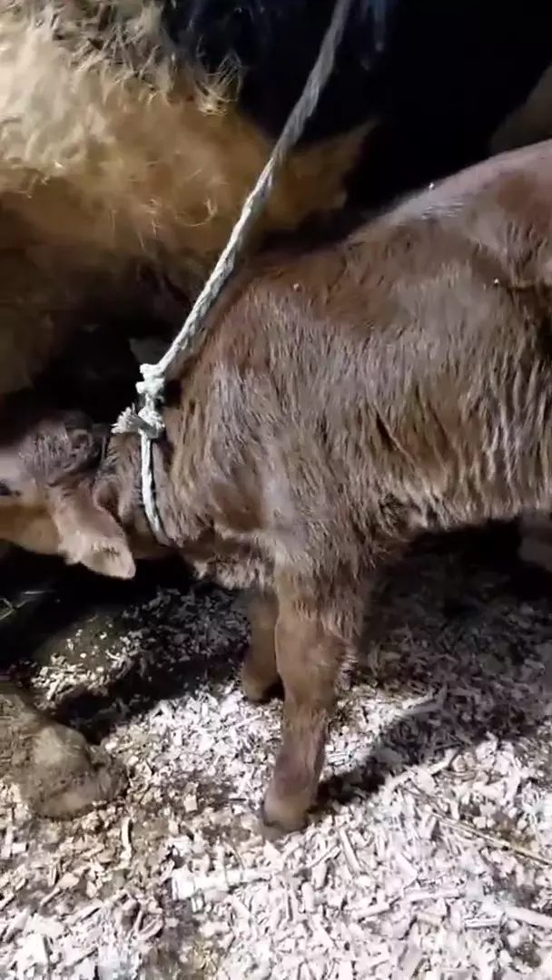 Теленок курчалой породы