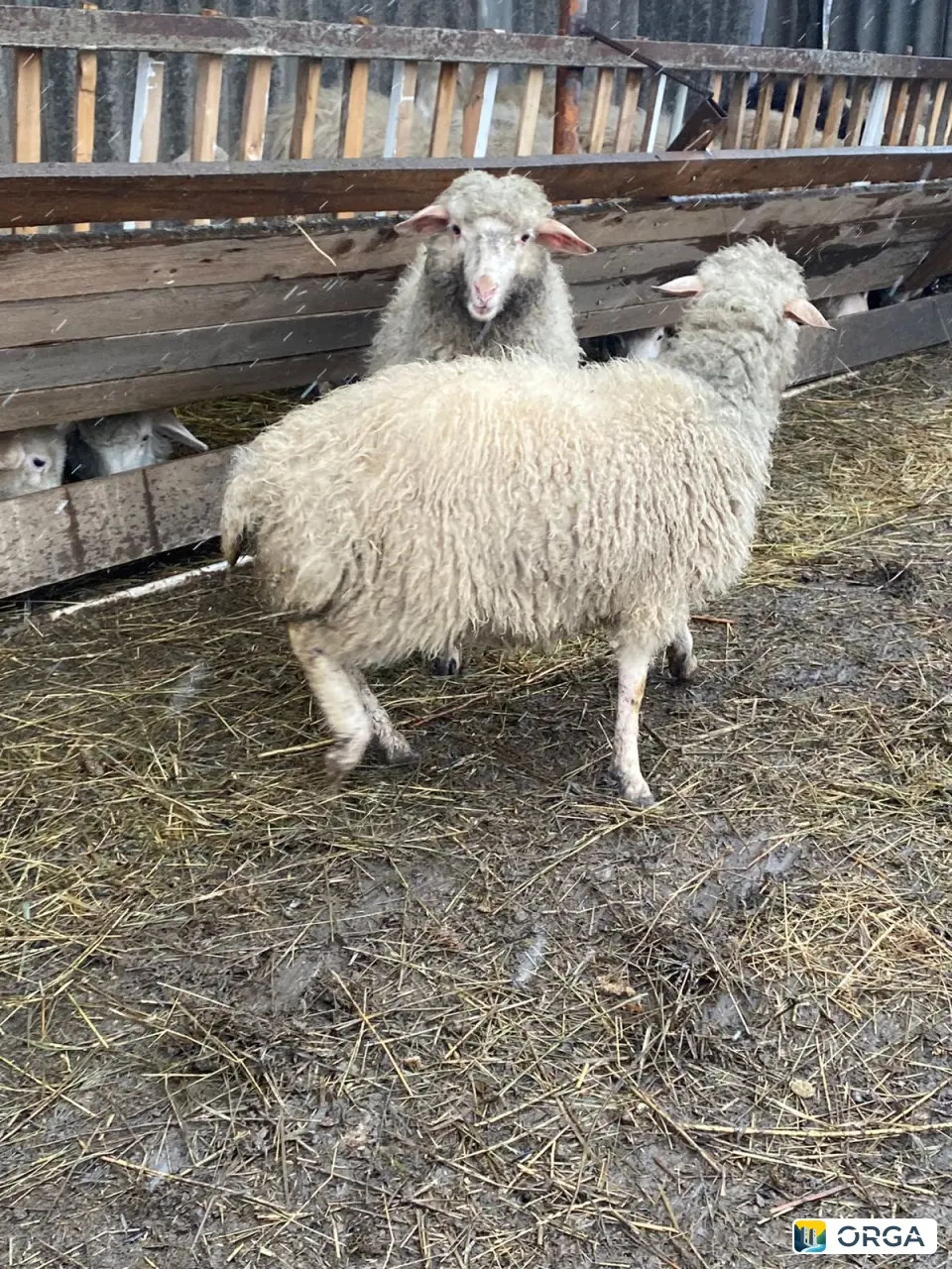 продаются два барана возраст год и две ярки
