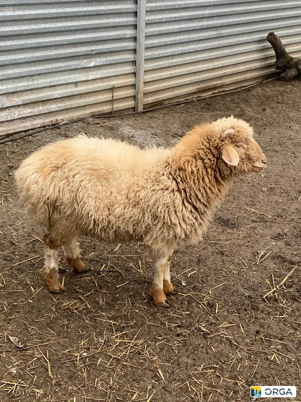 продаются два барана возраст год и две ярки