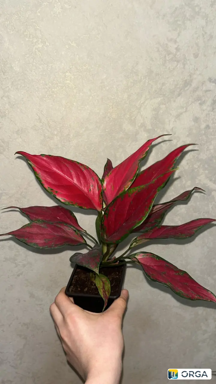 Аглаонема комнатное растение