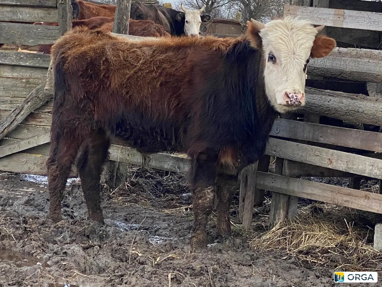 Породистый бычок годовалый