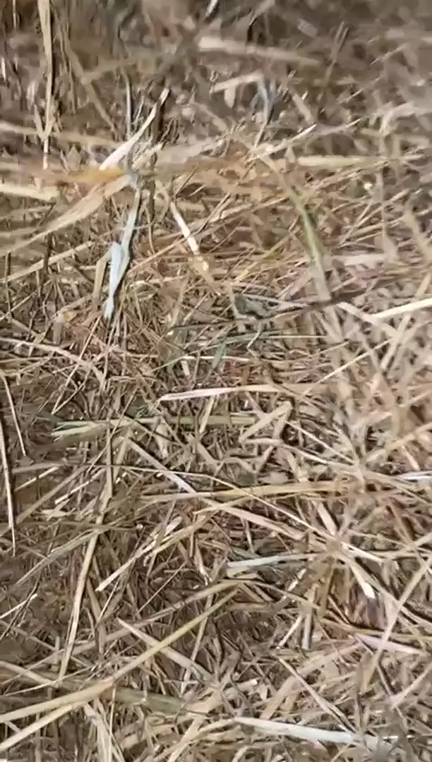 солома ячменный пшени