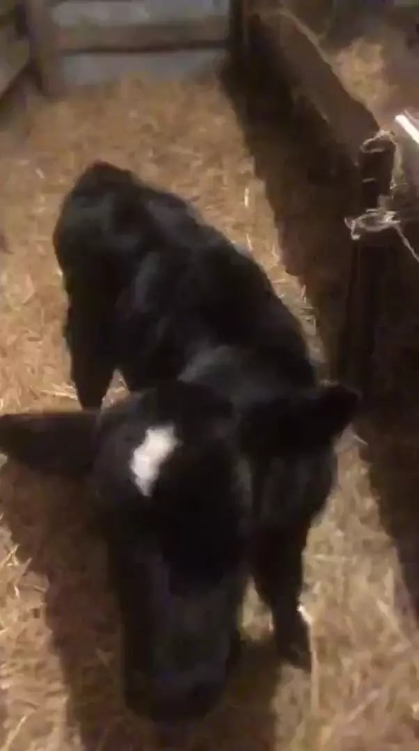 Бычёк 5 дней, подсосный, отец Ангус