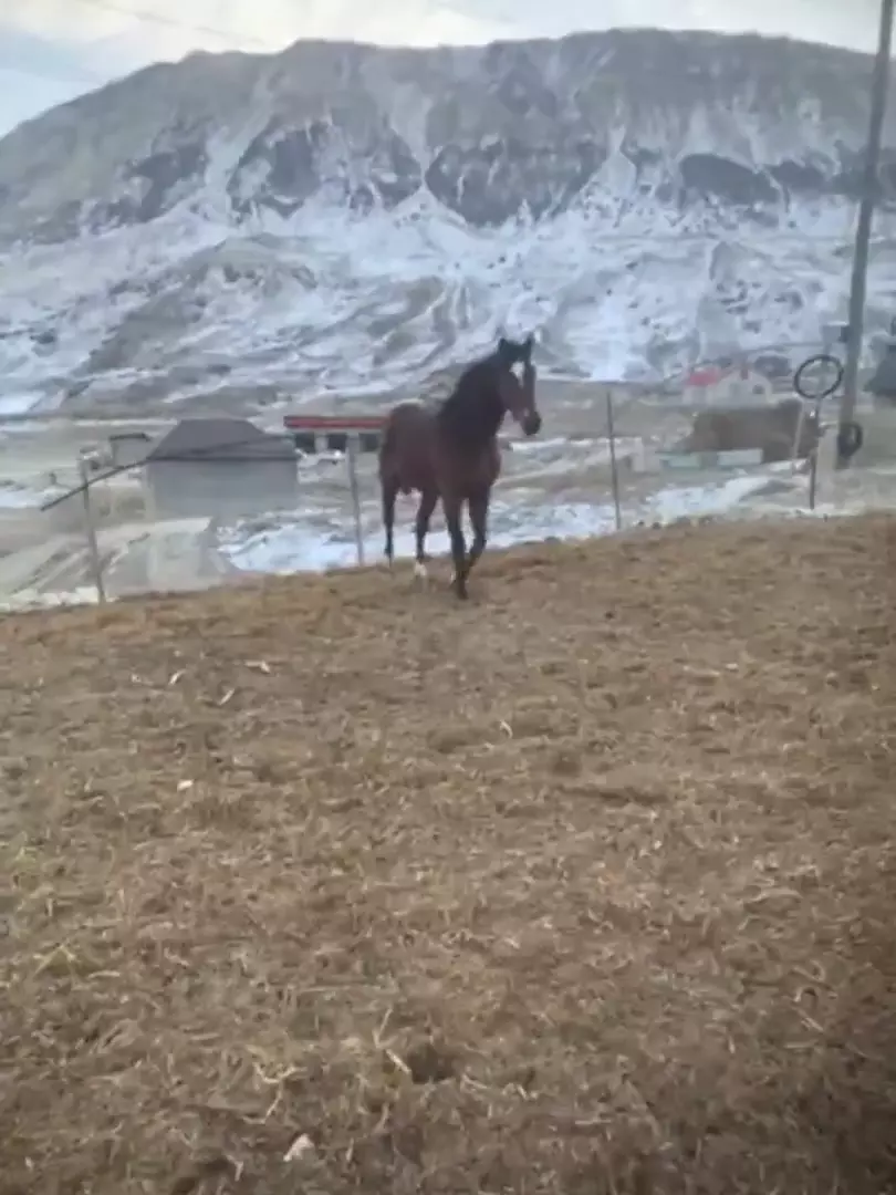 Жеребец на 3 года цена 350тр