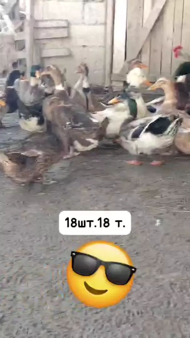 Утки, 18 штук, цена 18000