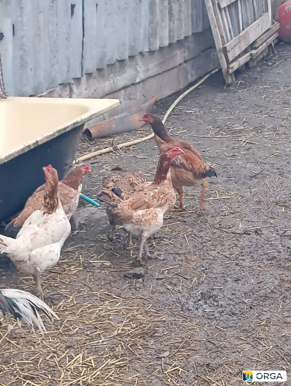 Продаются бойцовские куры