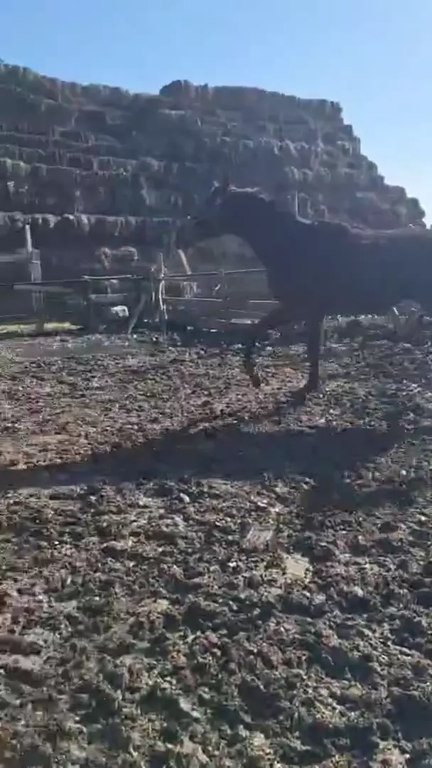 Продается жеребец 10 месяцев, рост 156 см